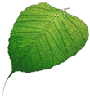 leaf